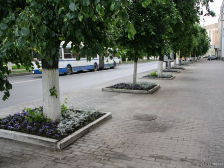 Хватит белить деревья!