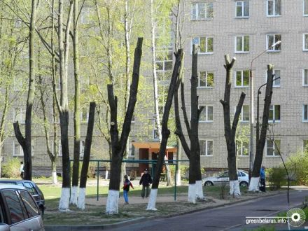 Омолаживающая обрезка в городе: зачем нам деревья «под телеграфный столб»?