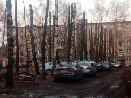 Хватит издеваться над деревьями!